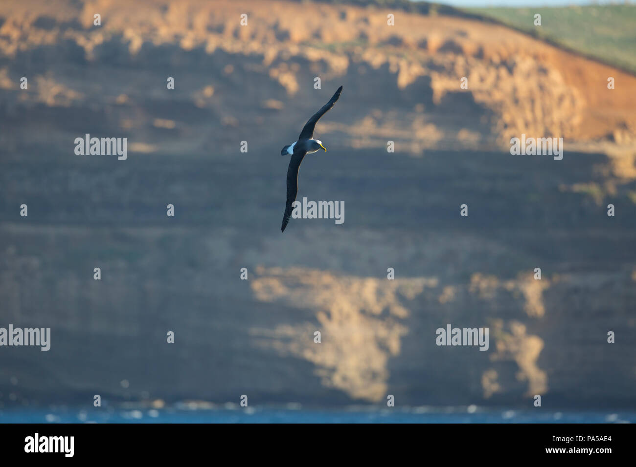 Buller der Albatross (Thalassarche bulleri), Neuseeland Stockfoto