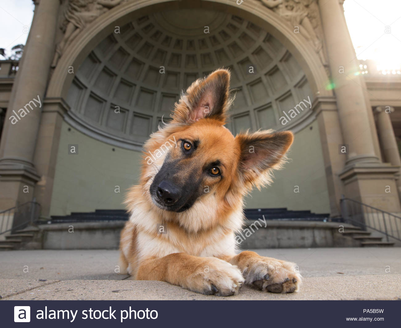 Closeup Braunrot deutscher Schäferhund mix Hund mit großen Ohren