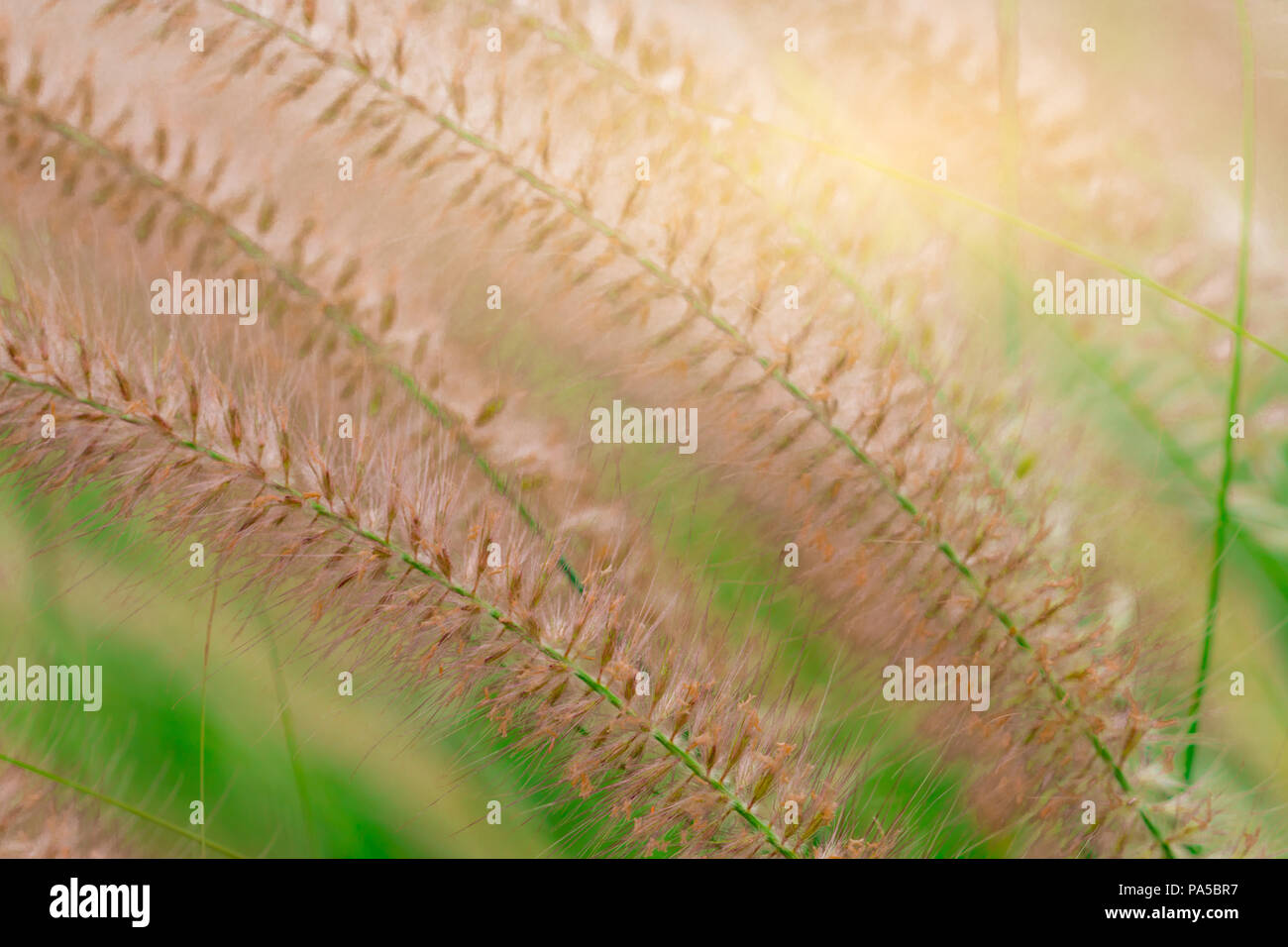 Makroaufnahme Detail der schönen Grases Blume auf verschwommen grünen Blättern. Hintergrund für die Liebe friedliches und glückliches Leben. Verwenden Sie für Werbung und Prom Stockfoto