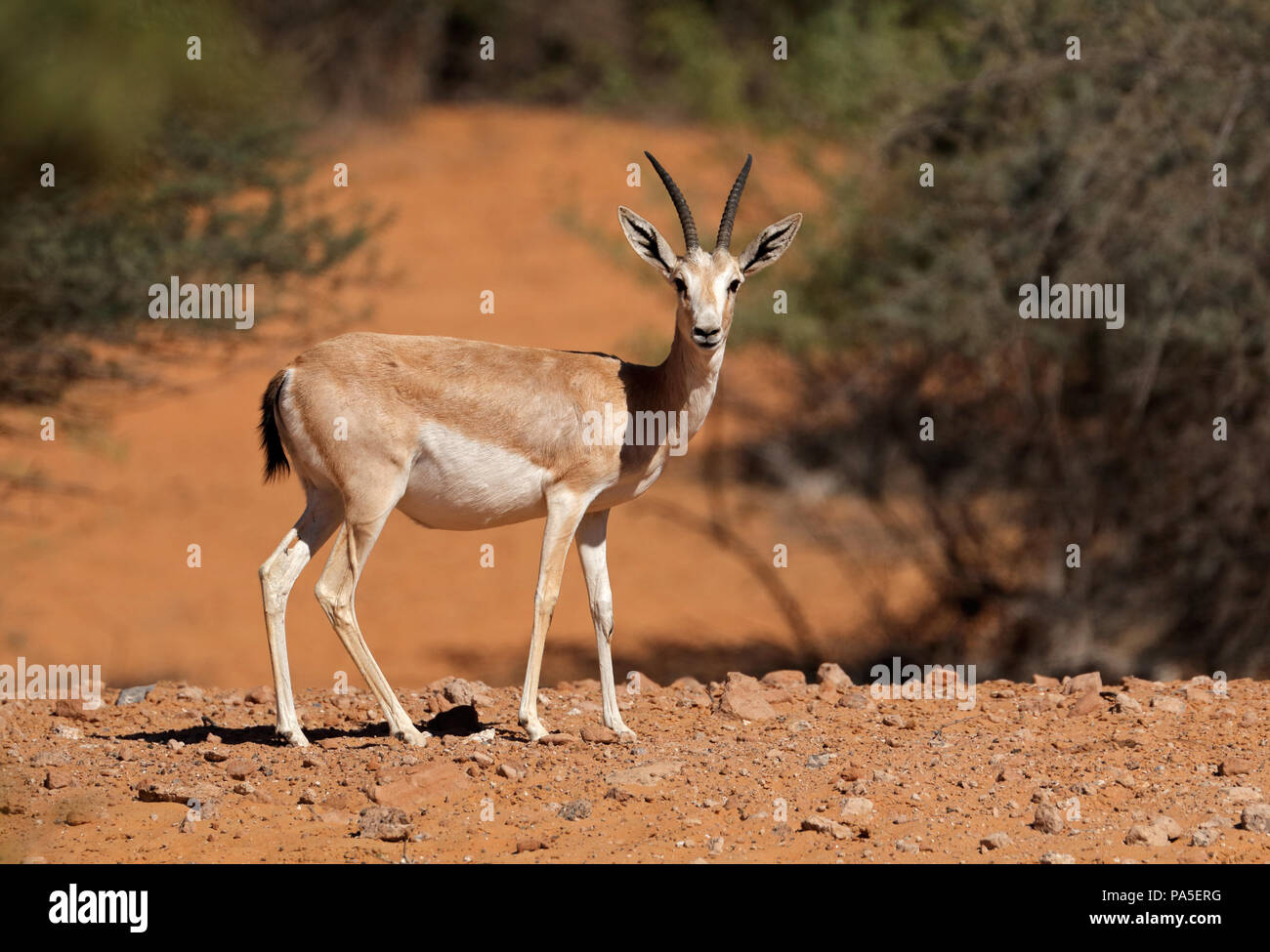 Weibliche arabischen Sand Gazelle (Gazella Marica), Arabische Halbinsel Stockfoto