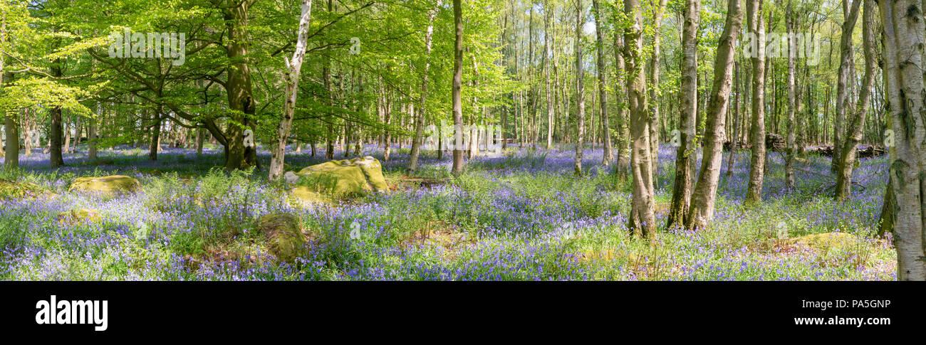 Englisch Bluebell (Hyacinthoides non-scripta) woodland Szene, West Yorkshire, Vereinigtes Königreich Stockfoto