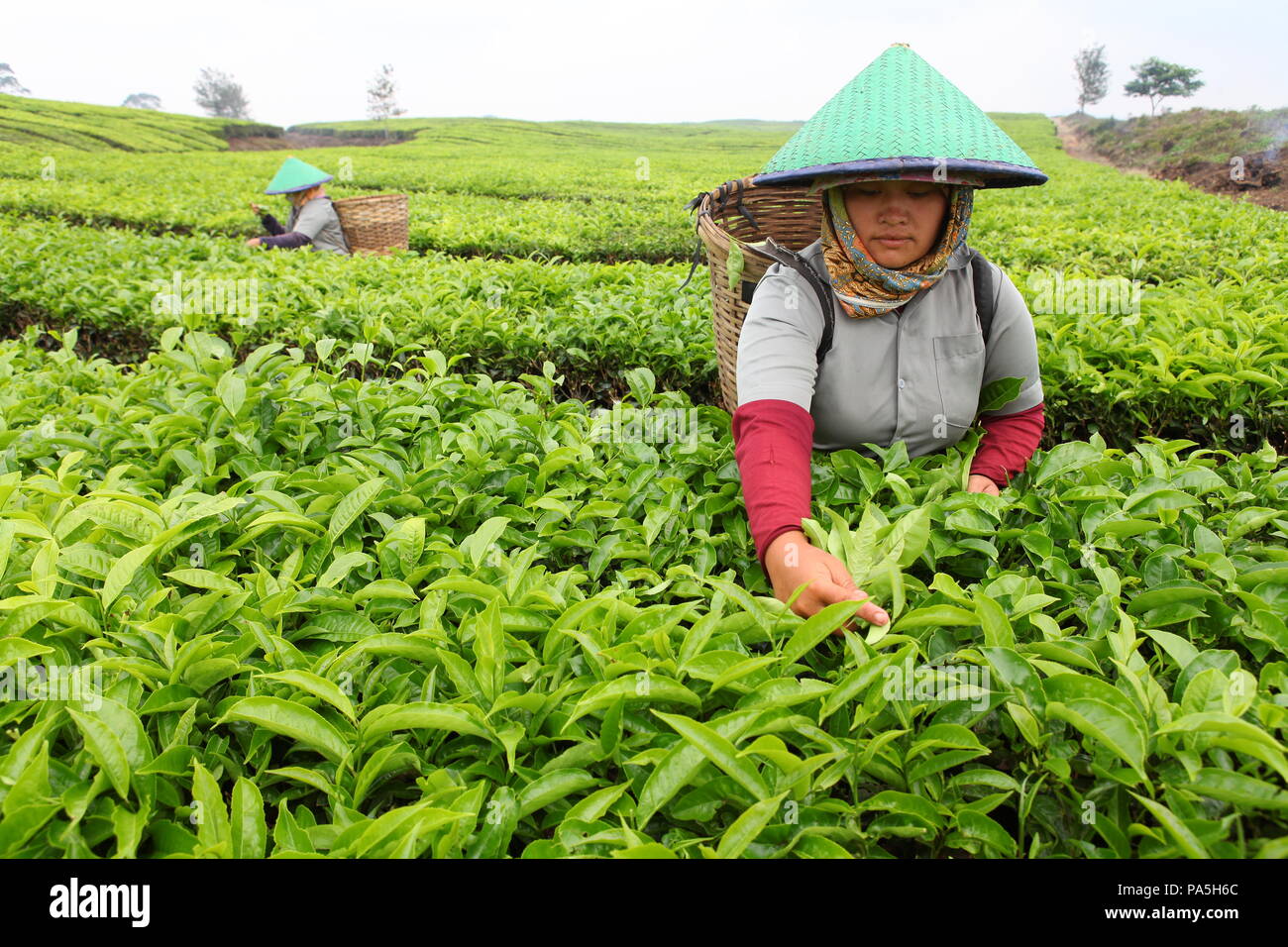 Arbeiterinnen zupfen Blätter zu einem Tee Plantage auf Sumatra, Indonesien Stockfoto