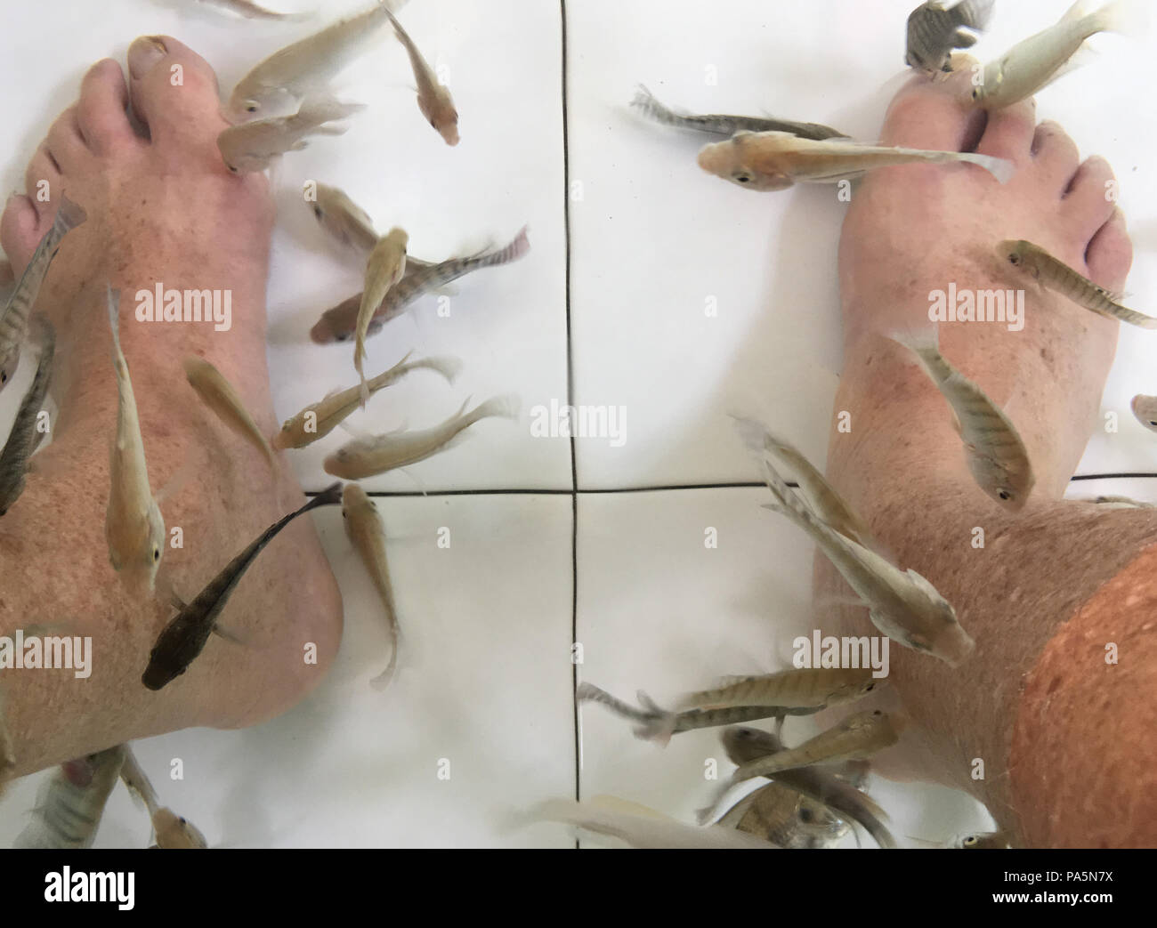 Fisch, der die Haut an den Beinen in einem gefliesten Teich in Saigon