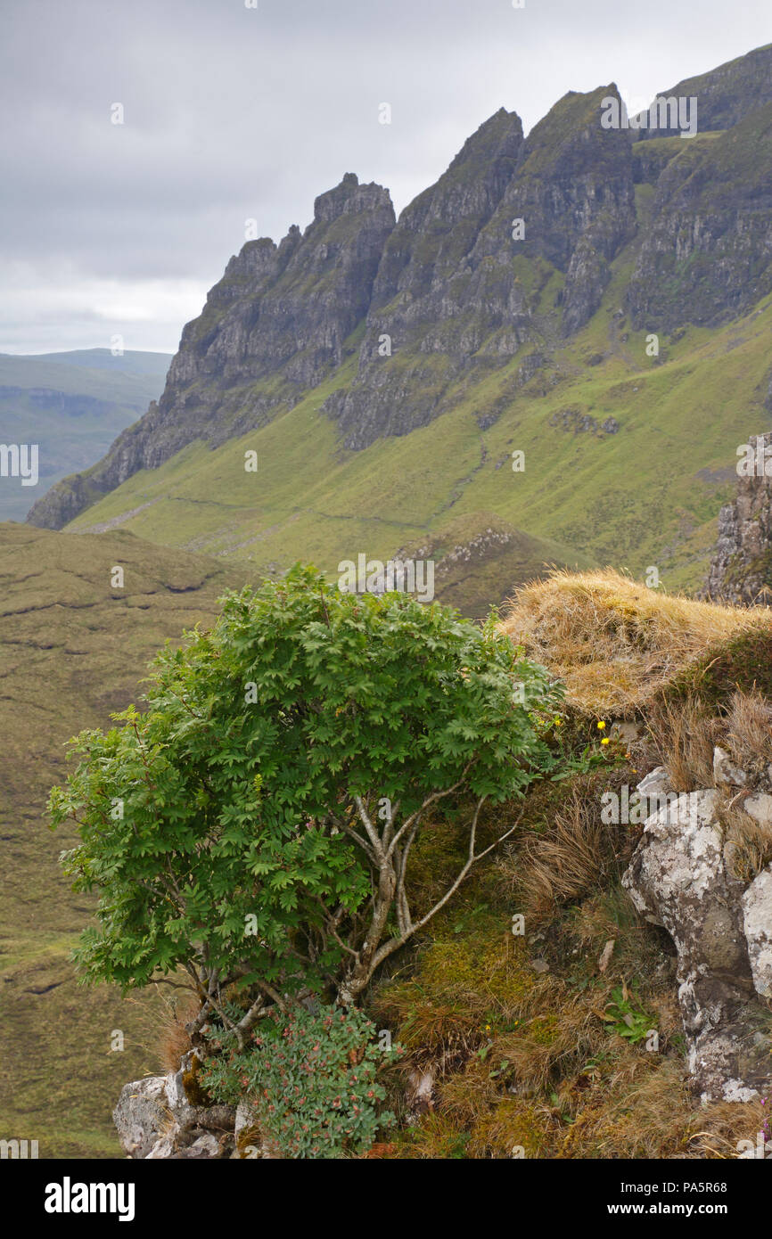 Quiraing reichen von MacClouds Tabelle Isle of Skye Schottland Stockfoto