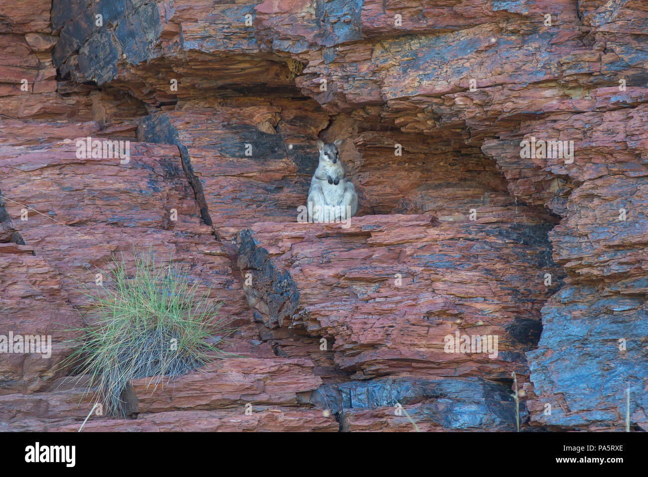 Rock Wallaby in der Kimberley, Australien Stockfoto