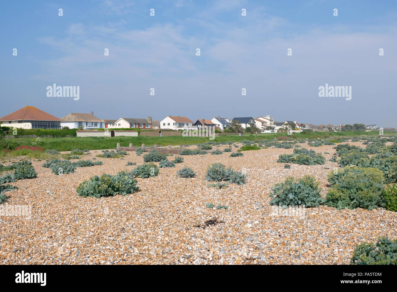 Klumpen von Vegetation (vor allem Sea Kale) auf steinigem Strand im East Preston, Großbritannien Stockfoto