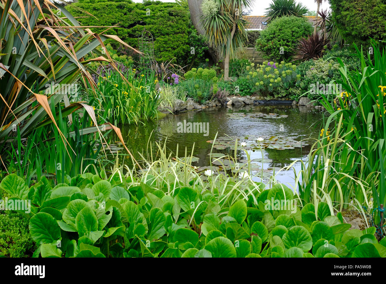 Großer Garten Teich mit weißen Seerosen blühen Stockfoto