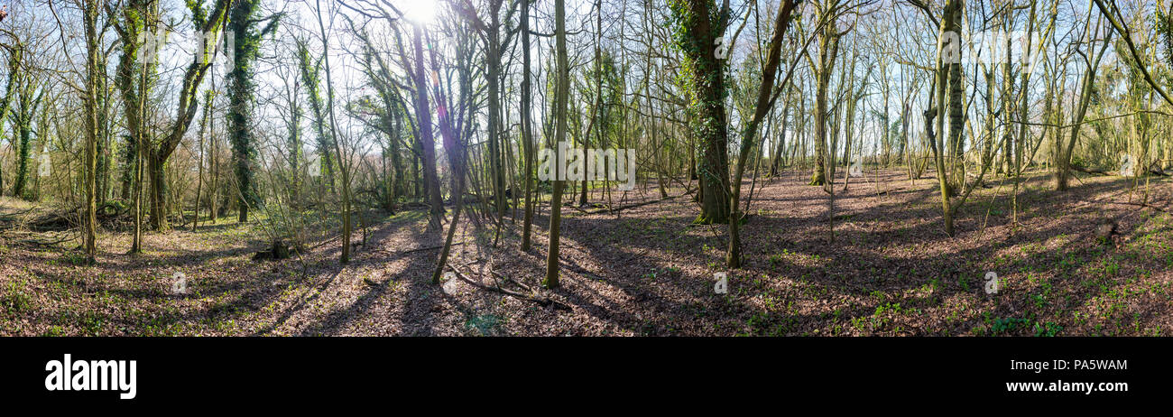 Titnore Woods alten Wald in der Nähe von Worthing, West Sussex, Großbritannien Stockfoto