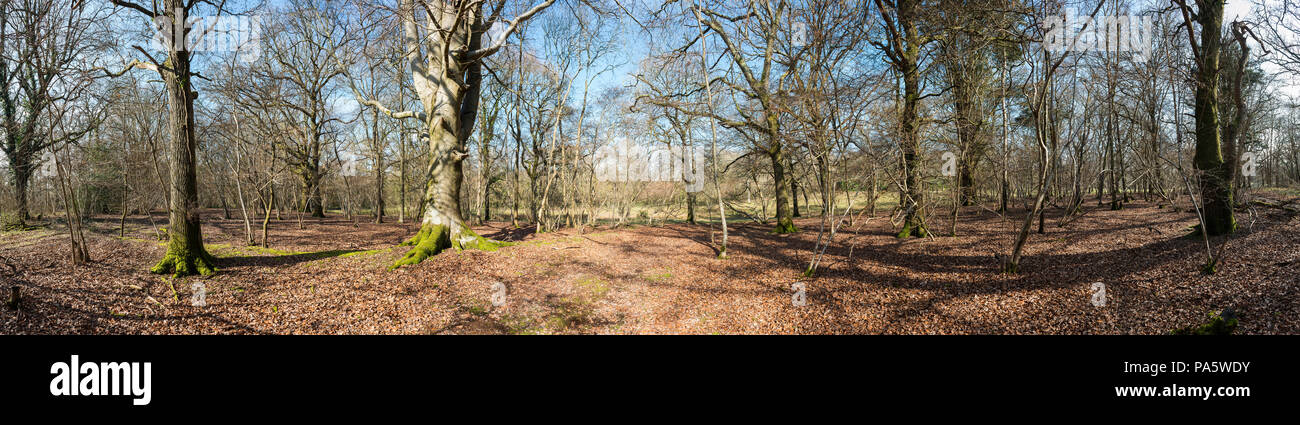 Titnore Woods alten Wald in der Nähe von Worthing, West Sussex, Großbritannien Stockfoto