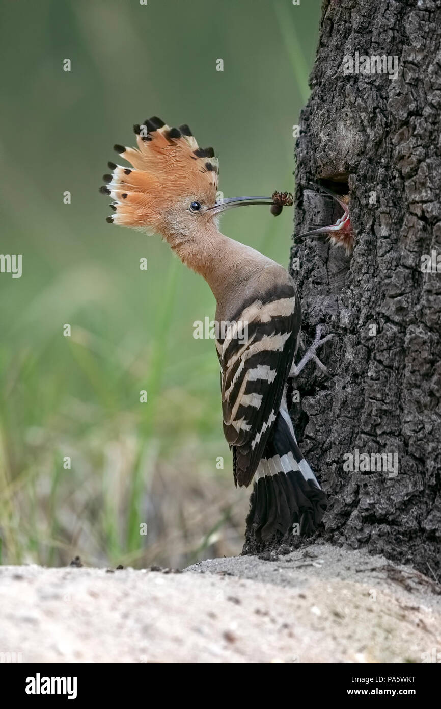 Wiedehopf (Upupa epops), erwachsenen Vogel füttert jungen Vogel bei Nesting Loch im Baum, Biosphärenreservat Mittlere Elbe, Sachsen-Anhalt, Deutschland Stockfoto
