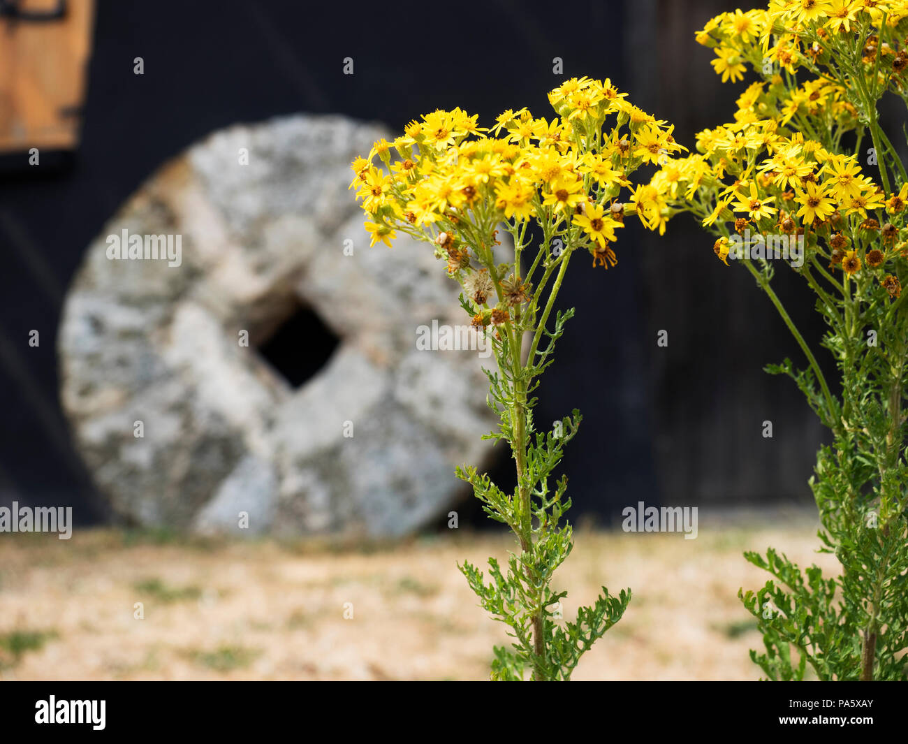 Ragwort Blumen mit unscharf Mühlstein hinter am Holgate Mühle York Yorkshire England Stockfoto