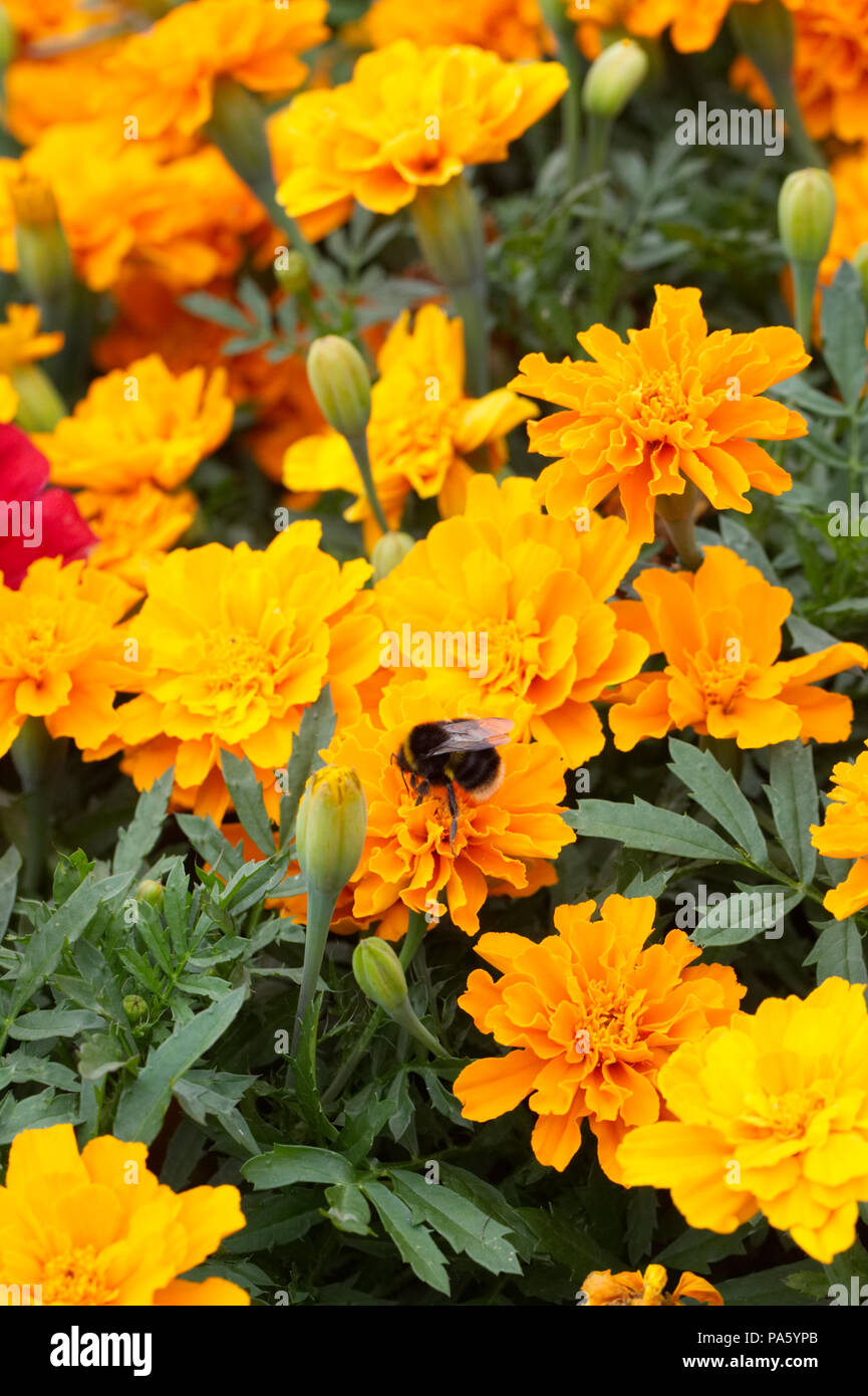 Bombus terrestris auf Tagetes erecta Blumen. White tailed Bumble Bee auf Tagetes. Stockfoto