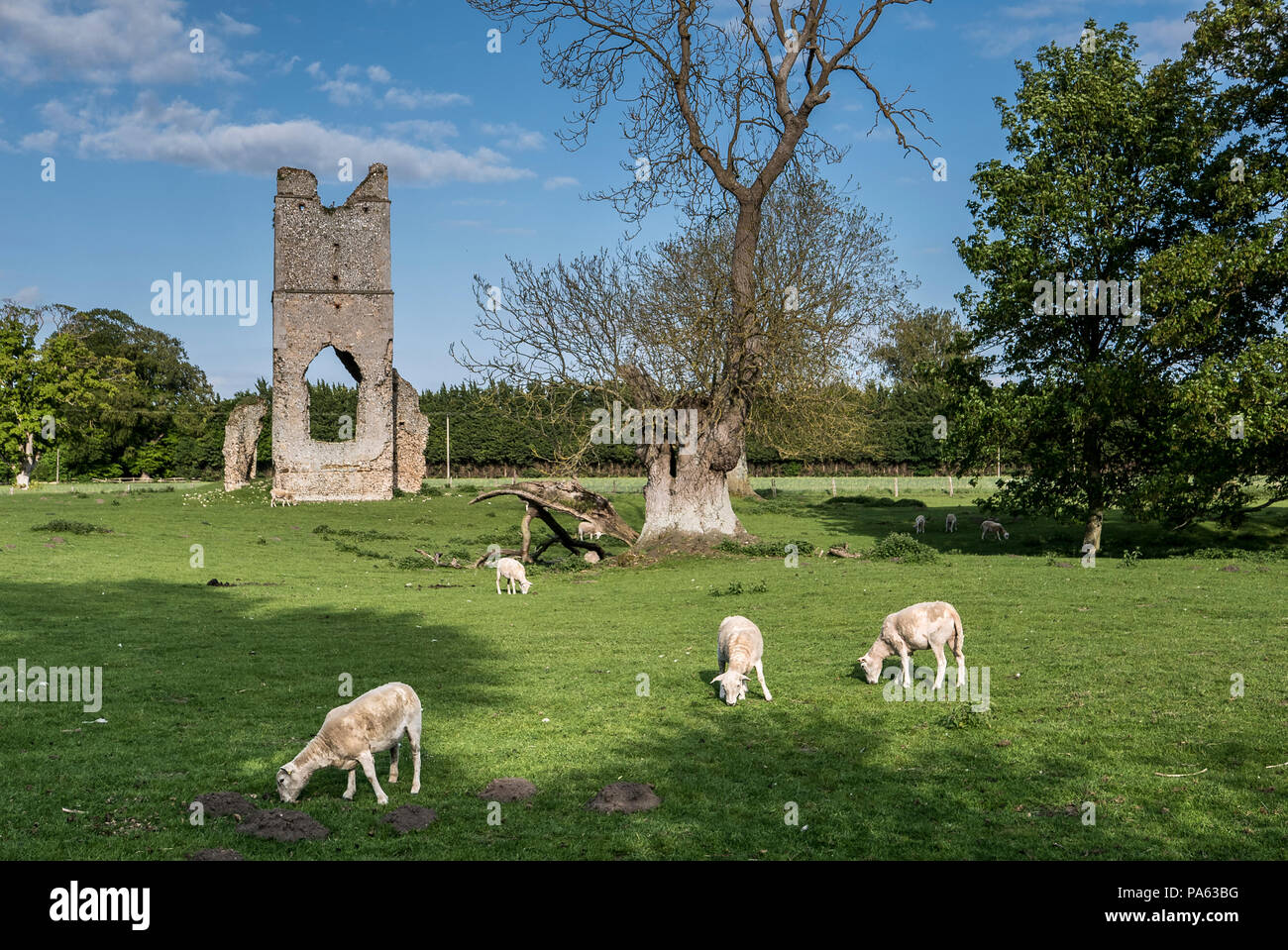 14-05-16 Beachamwell, Norfolk, Großbritannien. Schafe weiden vor der Ruine von St. John's Church. Foto: © Simon Grosset Stockfoto
