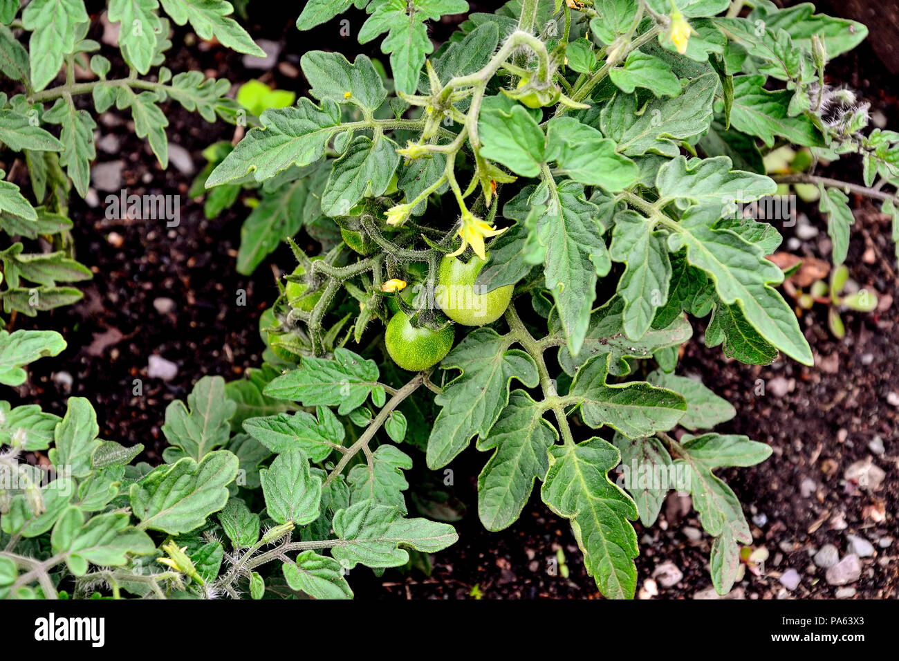 Tomate cherry Bush mit grünen unreifen mini Tomaten, gelben Blüten und Knospen wächst im Garten - selektive Fokus Stockfoto