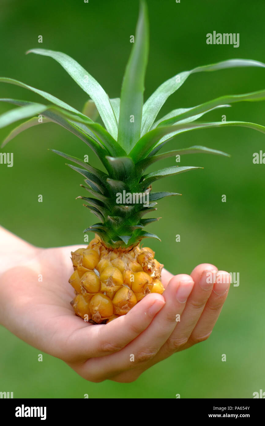 Home gewachsen Miniatur Ananas in der Hand eines Kindes Stockfoto