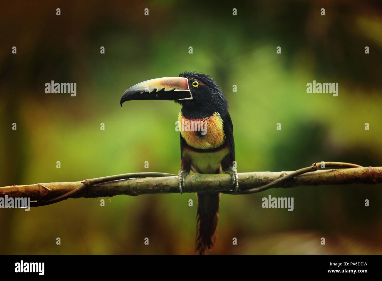 Collared Aracari (Pteroglossus torquatus) schoß in Costa Rica Stockfoto