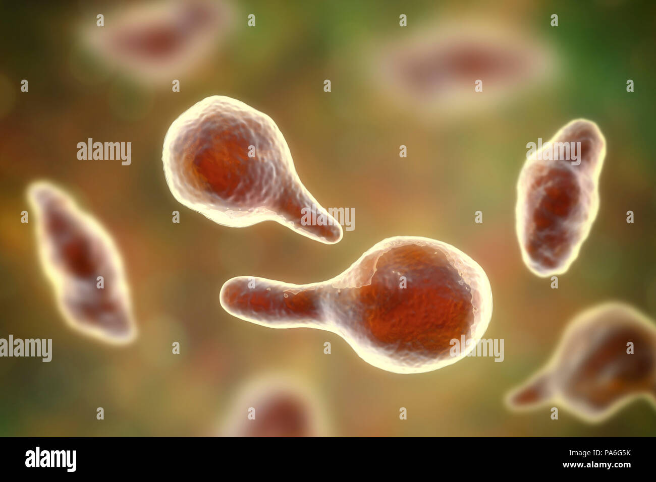 Mycoplasma genitalium Fotos und Bildmaterial in hoher Auflösung Alamy