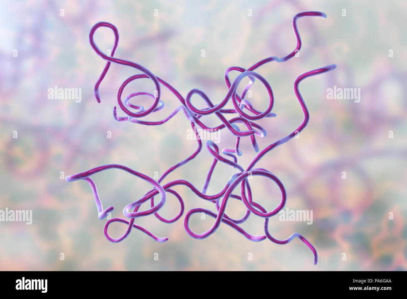 Borreliose Bakterien. Computer Abbildung von Borrelia burgdorferi Bakterien, die Ursache der Lyme Krankheit beim Menschen. Diese spiralförmigen Bakterien auf spirochaete sind für Menschen durch Ankreuzen bestanden beißt, allgemein Ixodes ricinus Ixodes pacificus in Europa und in Nordamerika. Die Zecken befallen können Haushunde. Symptome der Borreliose gehören Hautläsionen, Muskelschmerzen, neurologischen und kardialen Begleiterkrankungen und Arthritis. Die Behandlung mit Antibiotika und Kortikosteroide Medikamente. Stockfoto