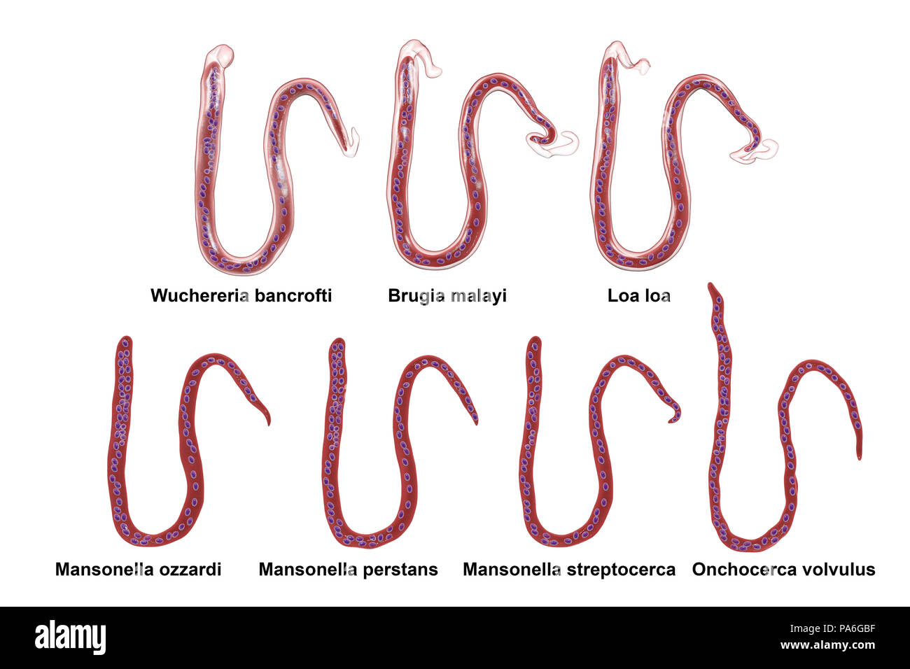 Vergleich der microfilariae Morphologie. Computer Abbildung: Umhüllten und ummantelte microfilaria Würmer unterschiedliche auch durch Schwanz Kerne Lage. Stockfoto