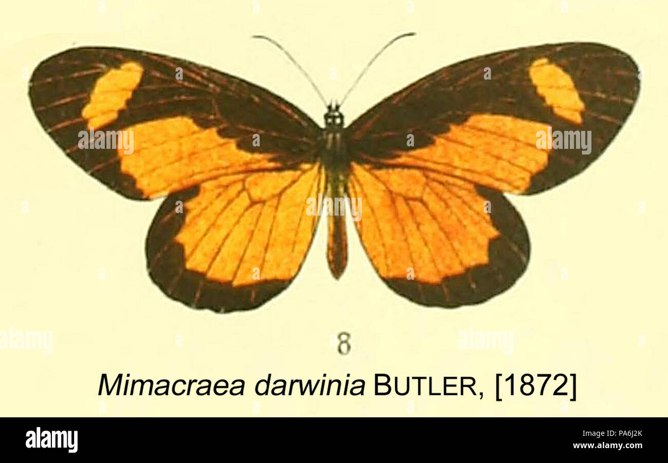 372 DarwiniaButler 1872 OD Stockfoto