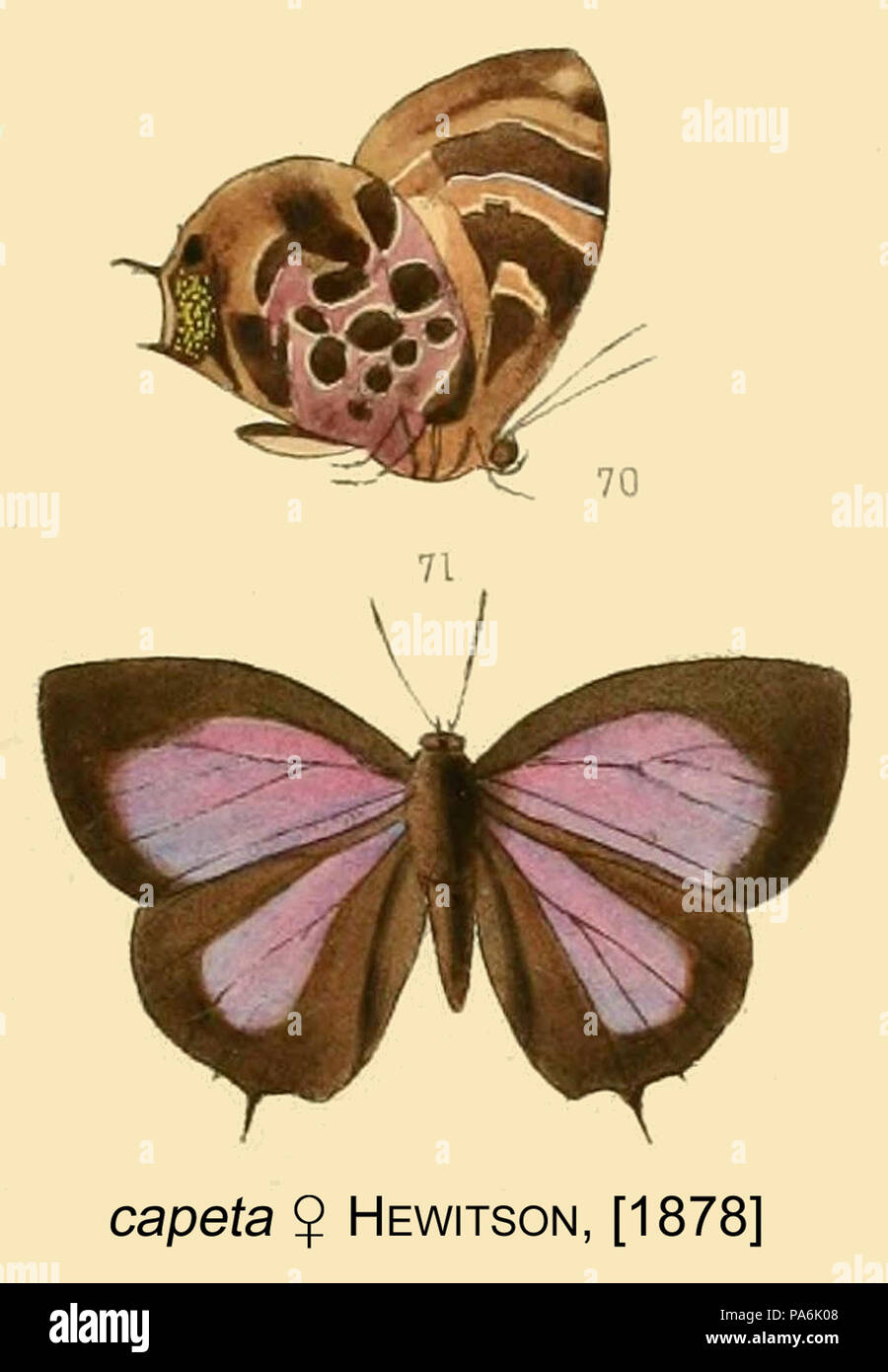 278 CapetaHewitson 1878 OD Stockfoto