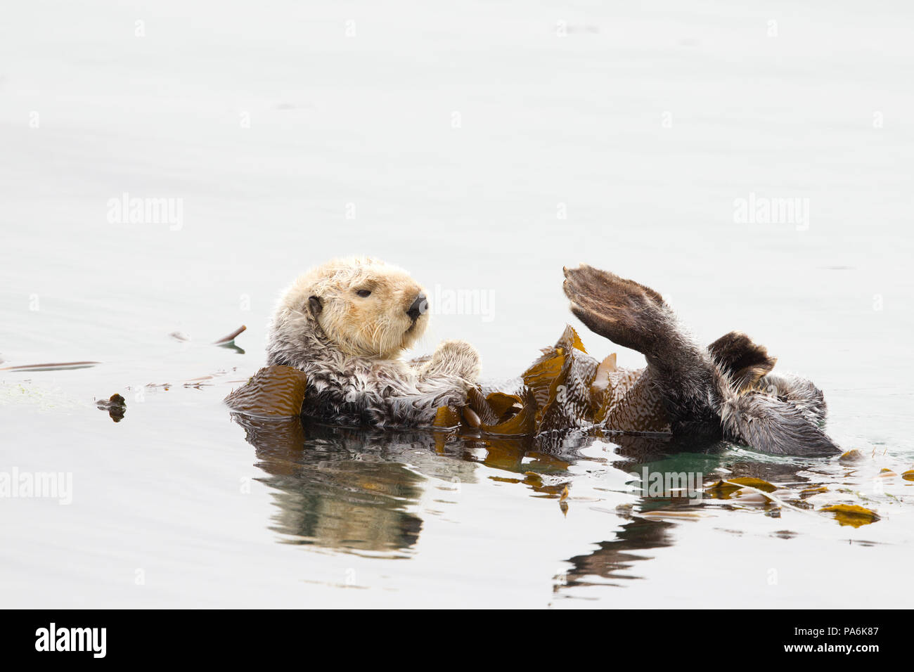 Sea Otter in Seetang gewickelt Stockfoto