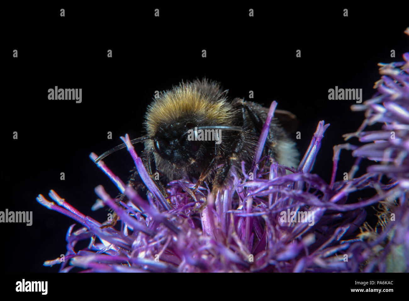 Tier- und Blume beide tragen Waffen, scharfe Nadeln und Stinger Stockfoto
