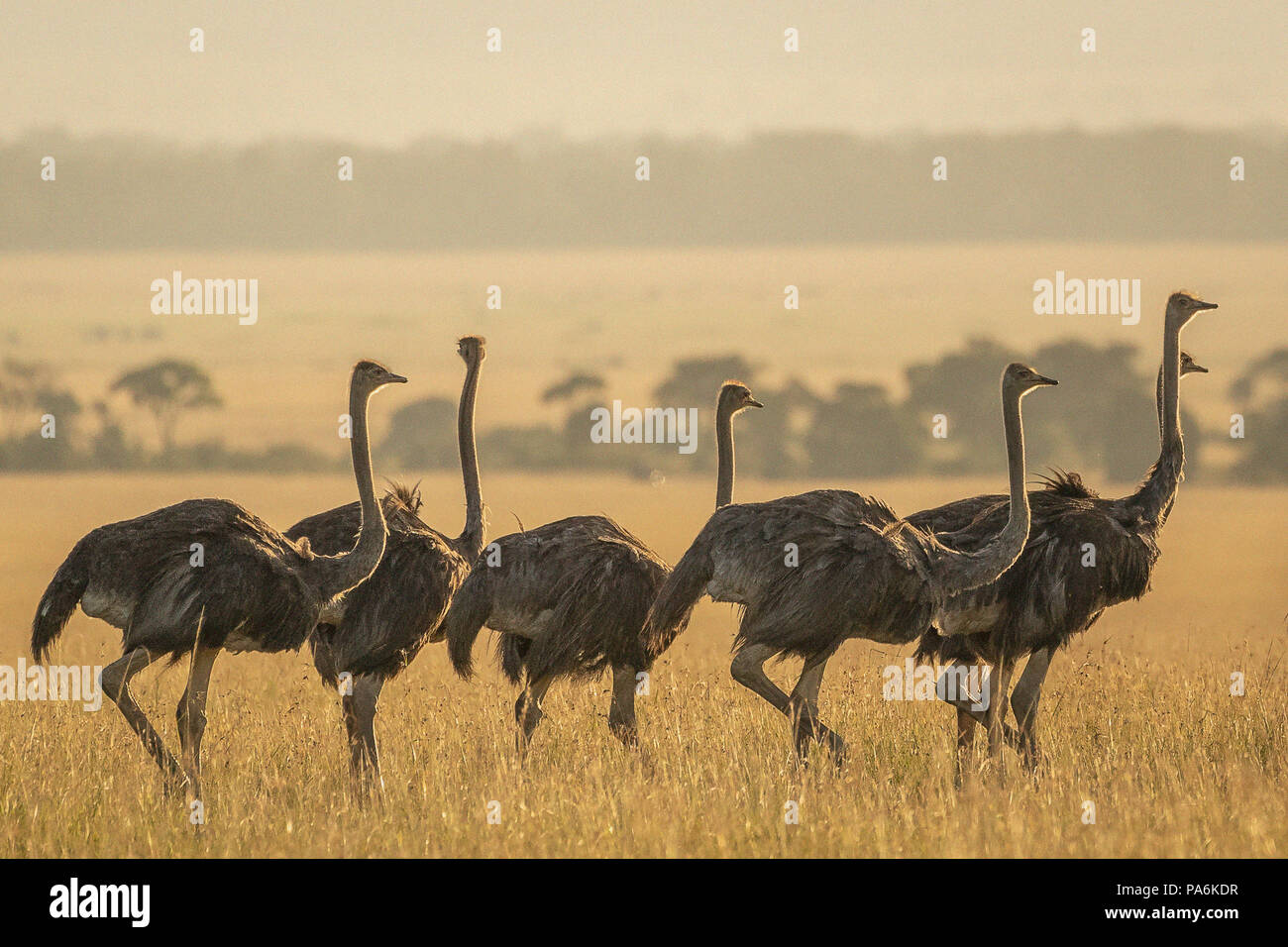 Gruppe von 7 Gemeinsamer Strauße (Struthio camelus) Wandern am späten Nachmittag in der Masai Mara in Kenia Stockfoto