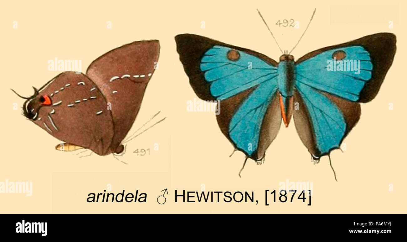 151 ArindelaHewitson 1874 OD Stockfoto