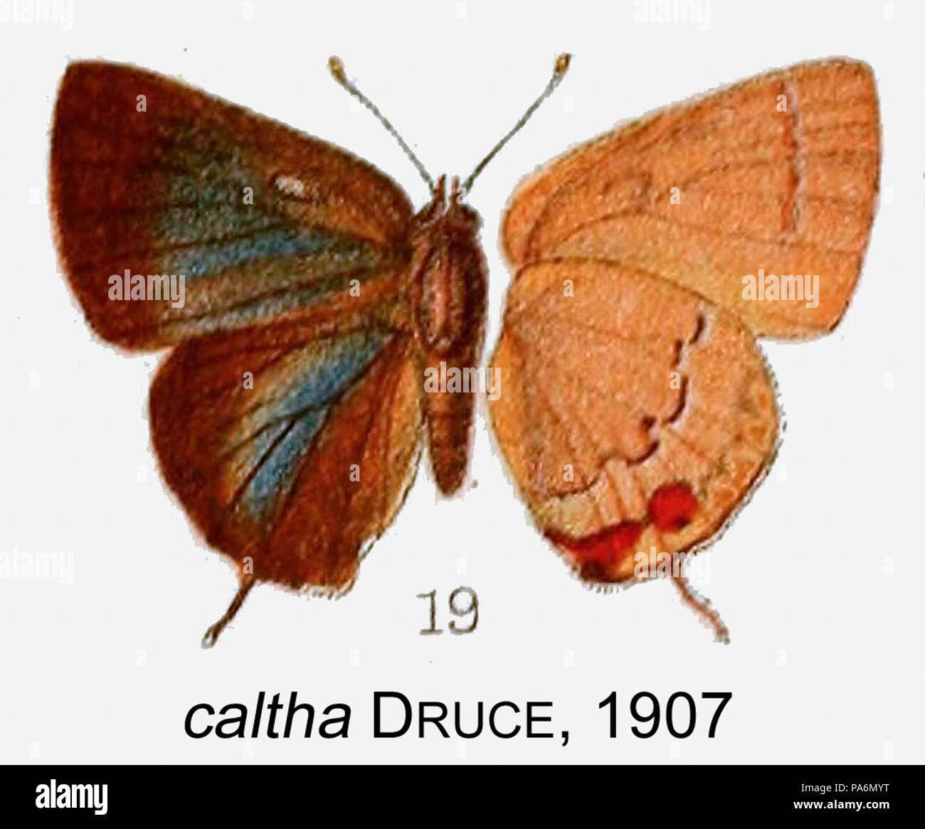 268 CalthaDruce 1907 OD Stockfoto