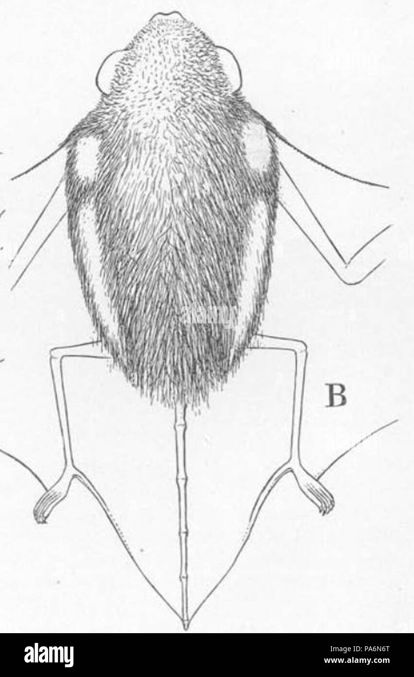 713 Glauconycteris alboguttata Stockfoto