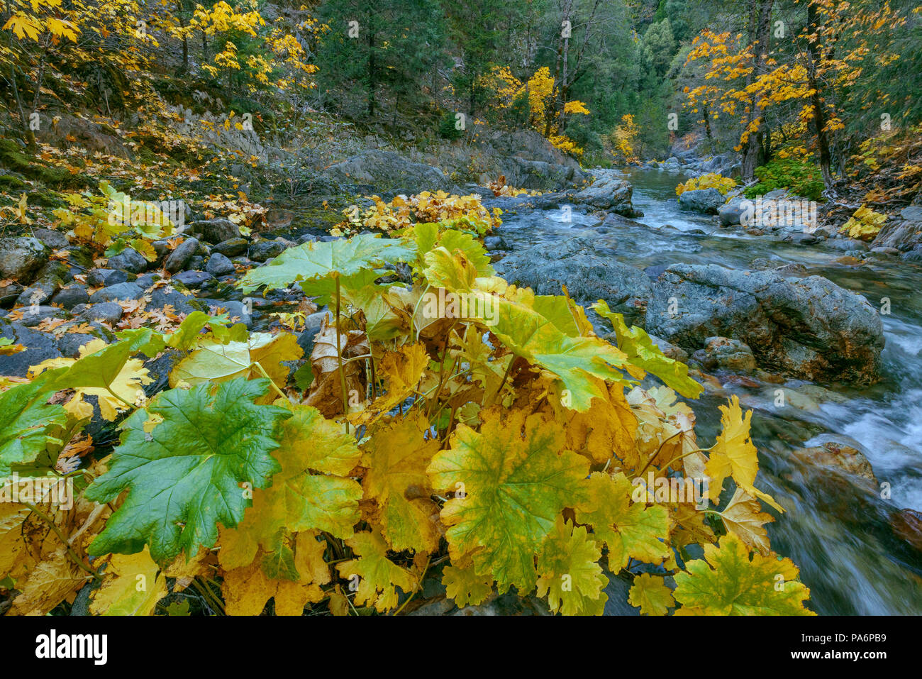 Indische Rhabarber, Darmera Peralta, Lavezzola Creek, Tahoe National Forest, Kalifornien Stockfoto