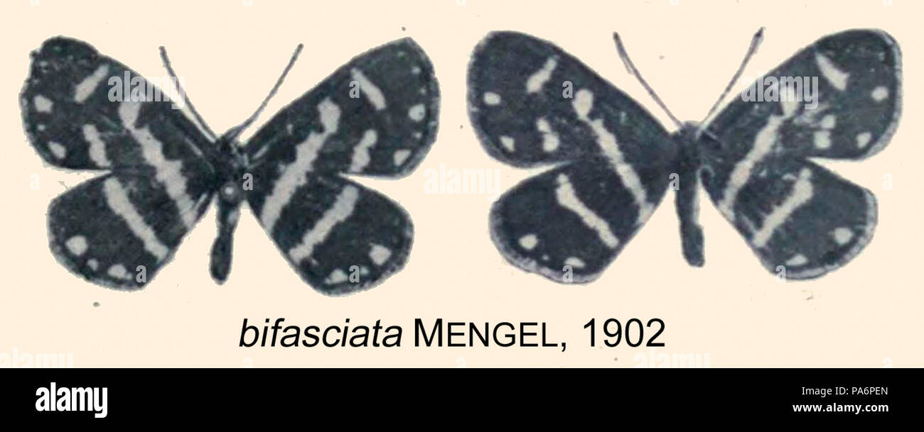 201 BifasciataMengel 1902 OD Stockfoto