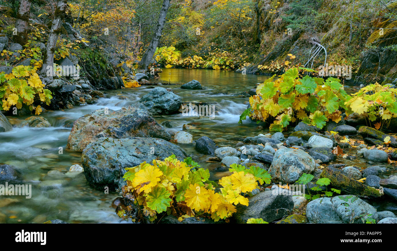 Indische Rhabarber, Darmera Peralta, Lavezzola Creek, Tahoe National Forest, Kalifornien Stockfoto