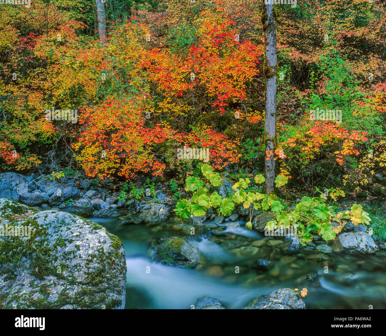 Herbst, Stuart Creek, Trinity Alpen Wüste, Shasta-Trinity National Forest, Kalifornien Stockfoto