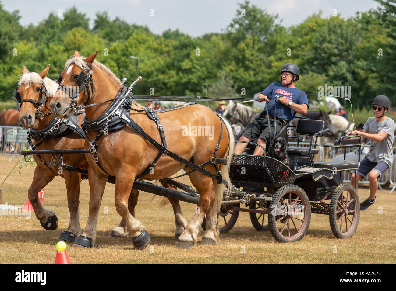 Heavy horse Chariot Racing Veranstaltung in einem englischen Dorf Volksfest in Hampshire Stockfoto