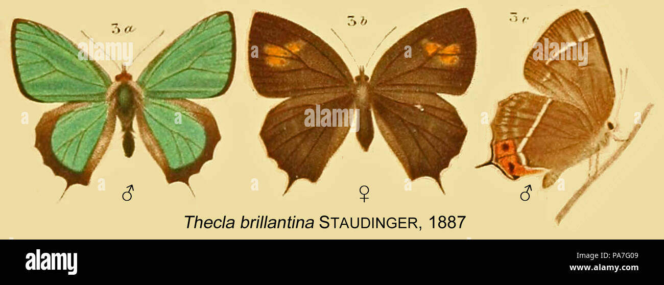 247 BrillantinaStaudinger 1887 OD Stockfoto
