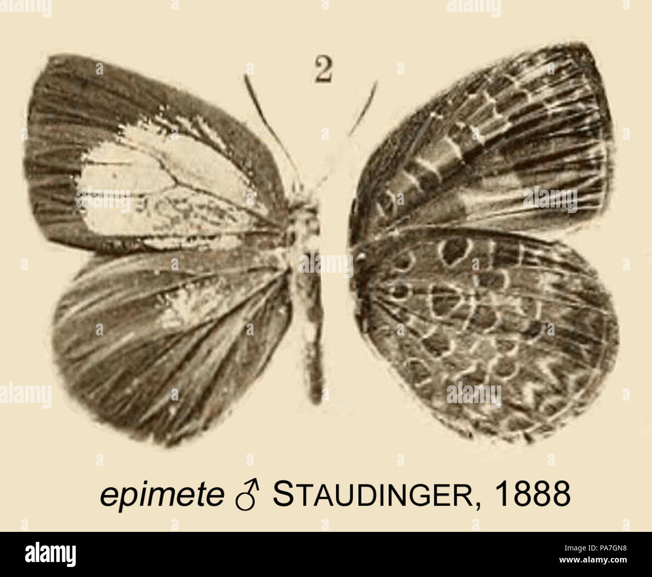 624 EpimeteStaudinger 1888 OD Stockfoto