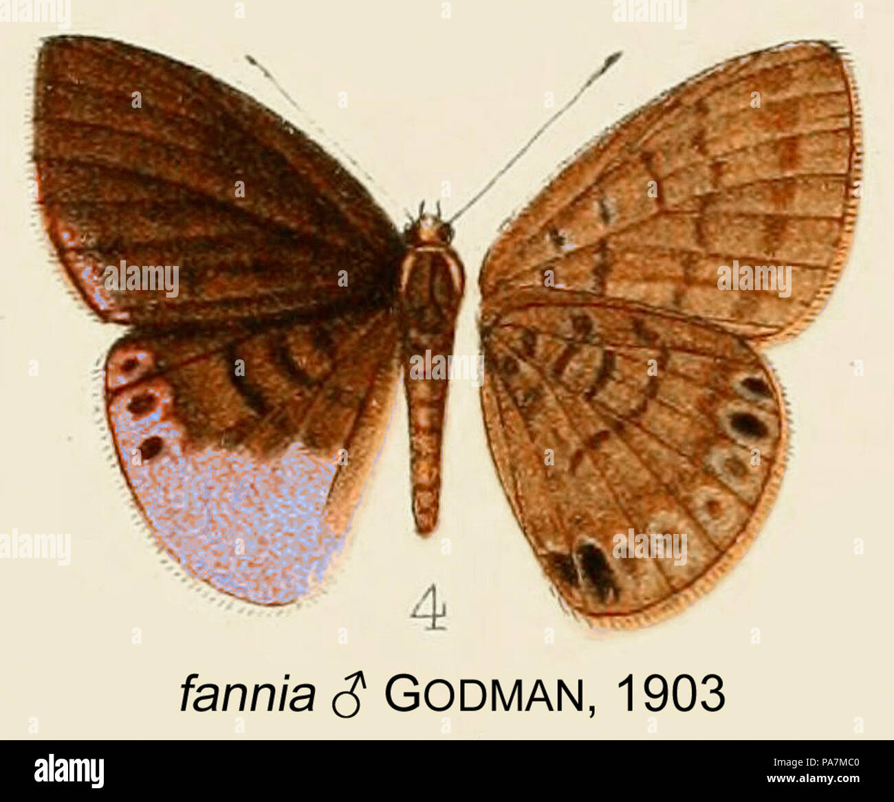 640 FanniaGodman 1903 OD Stockfoto