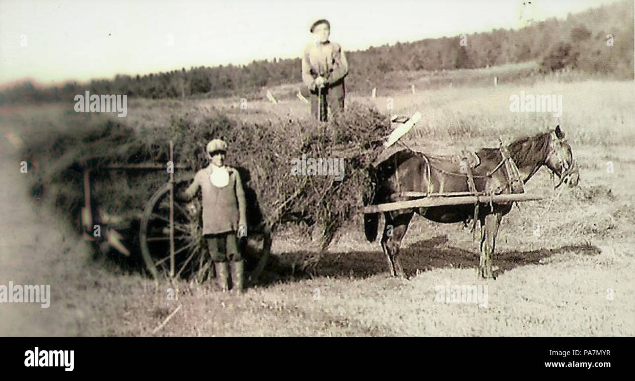 156 Le Temps des foins sur l Ile Bonaventure dans les annees 40 Stockfoto