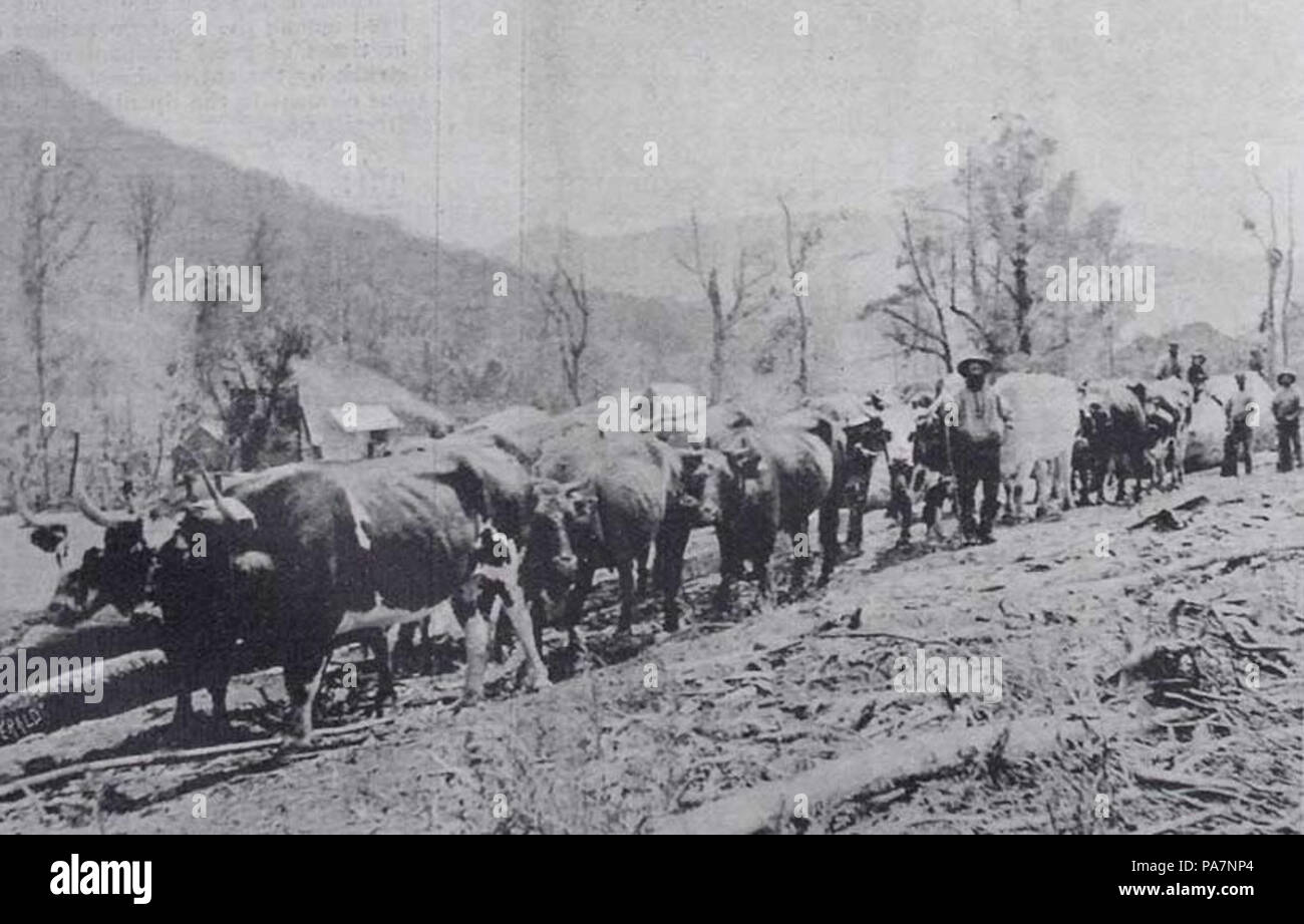 9 Eine feine Farren team von Smyth Bros (Foto von Henry Winkelmann, Auckland wöchentliche Nachrichten, 4. Juni 1898, S. 3) Stockfoto