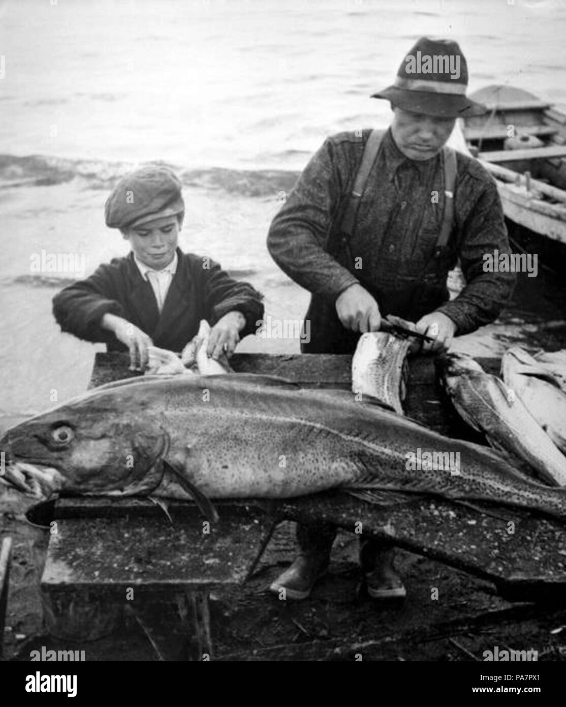 155 Le pere et le fils de La Morue depecant Gaspesie - 1943 Stockfoto