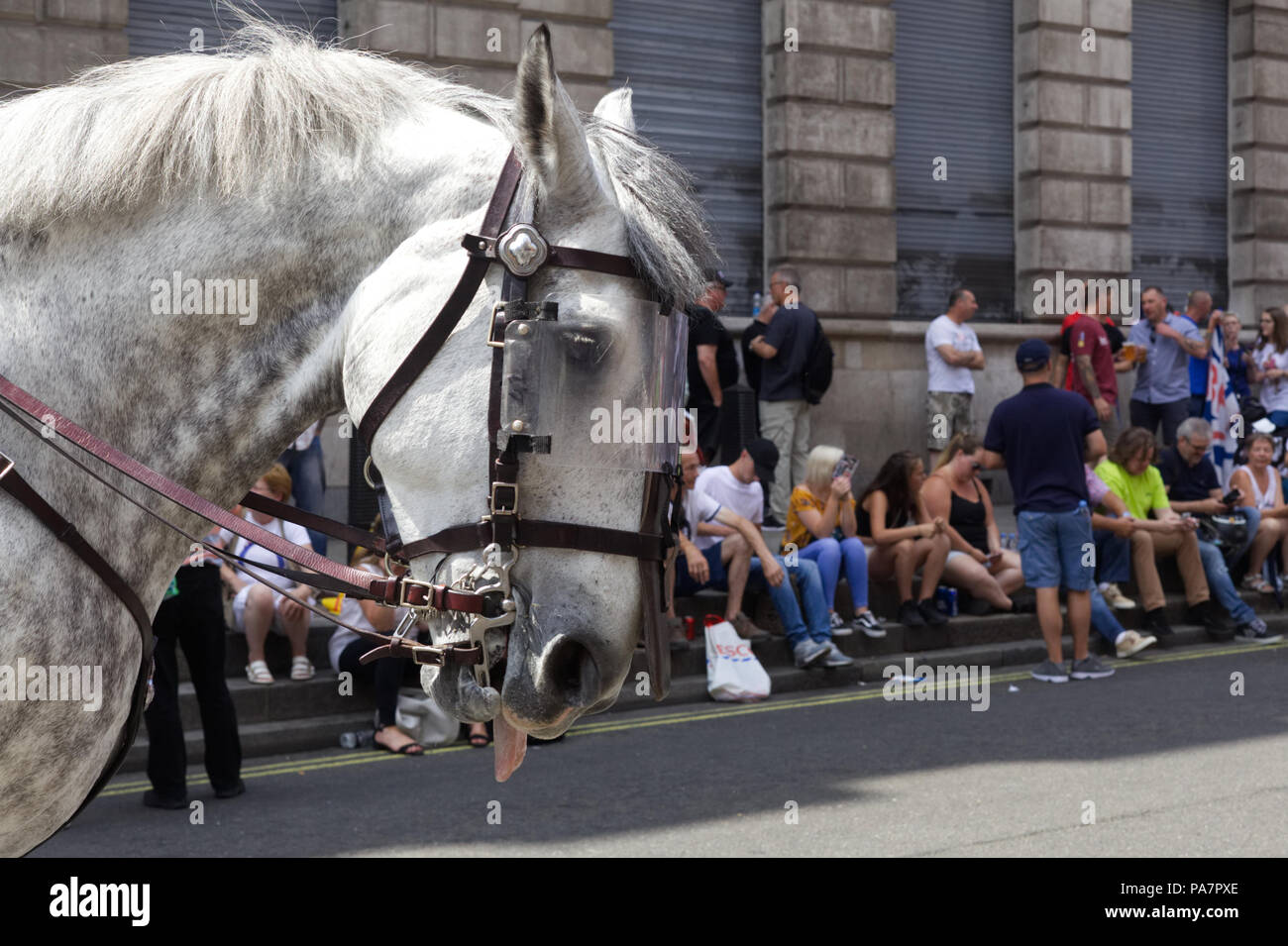 Polizei Pferd in voller Kampfausrüstung mit Tong heraus. Stockfoto