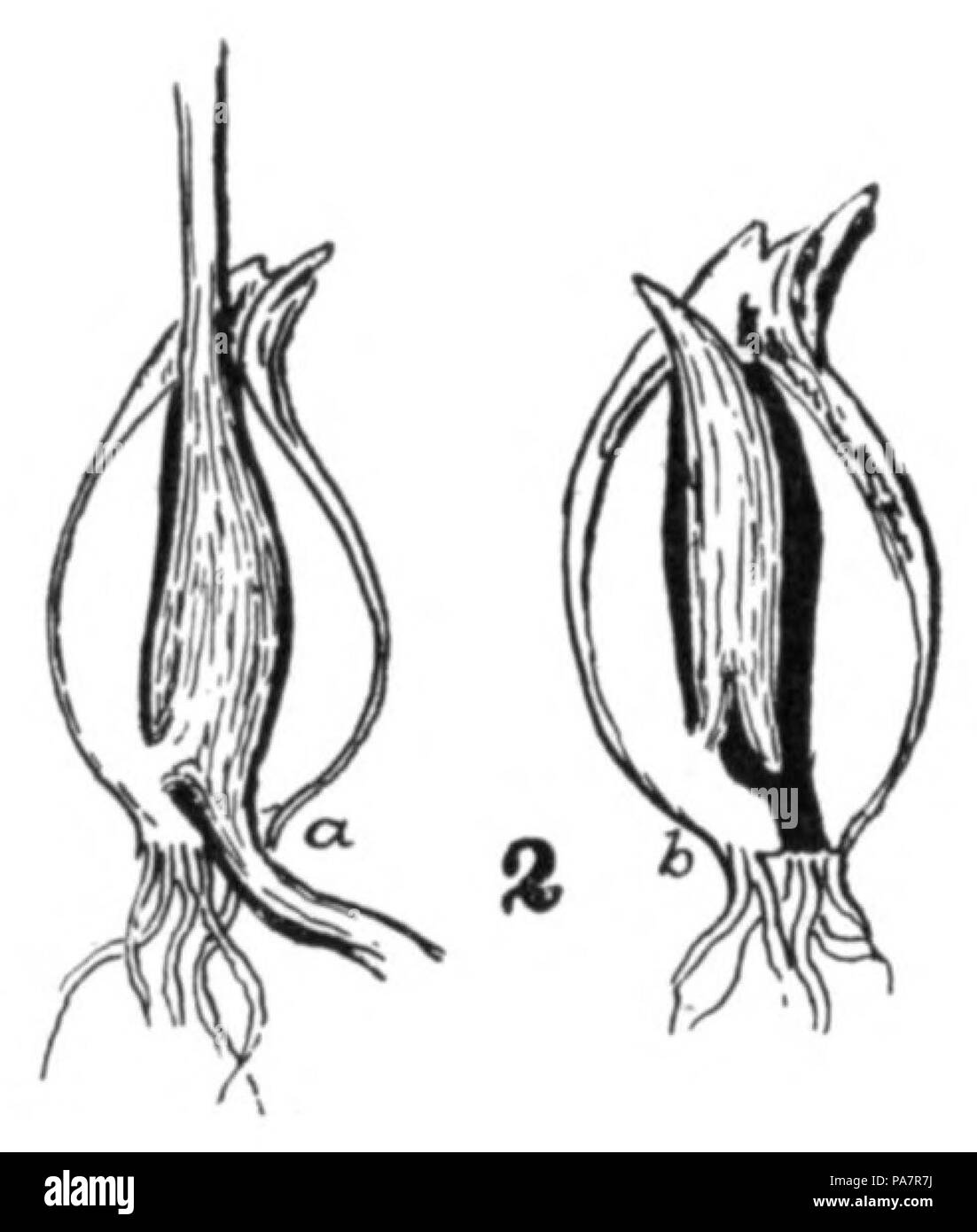 91 EINE TULPE MIT EINEM Läufer in Abb. 2 Stockfoto