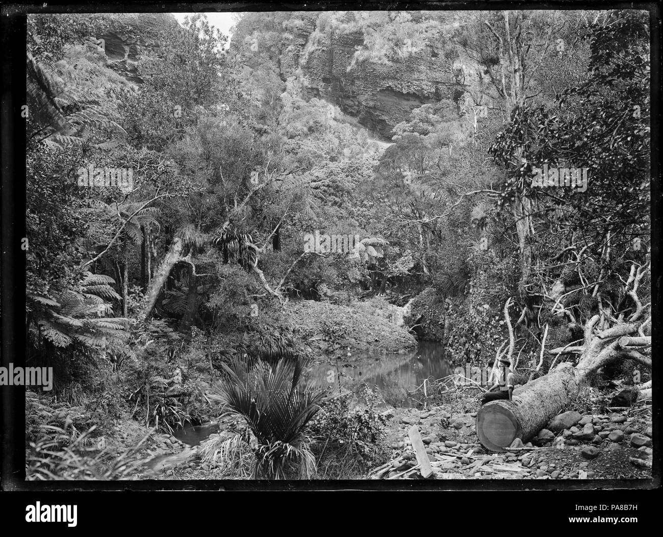 43 Bush Szene in der Nähe von Anawhata. 289329 ATLIB Stockfoto