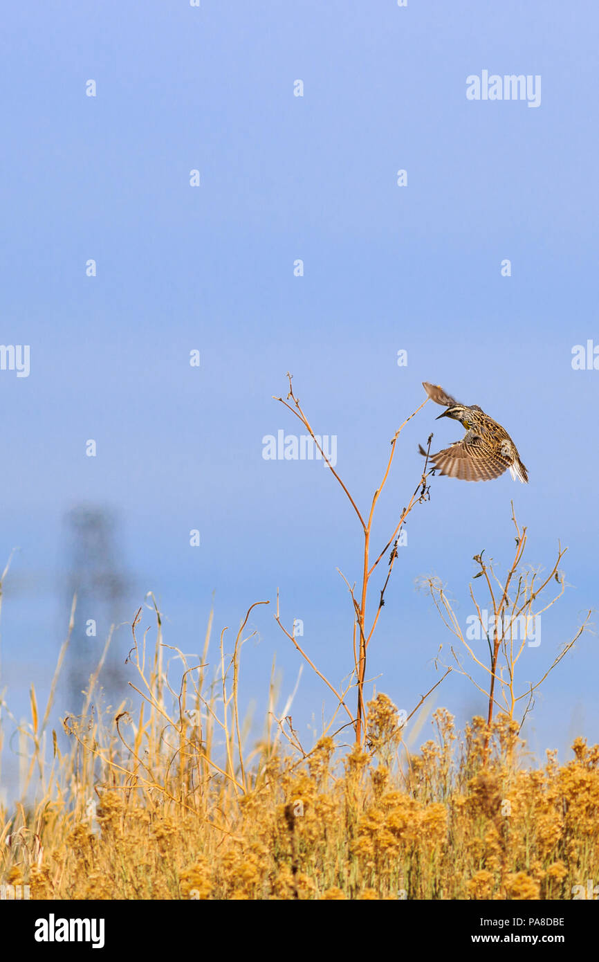 Eastern Meadowlark im Flug auf einem Sun Flower zu landen Stockfoto