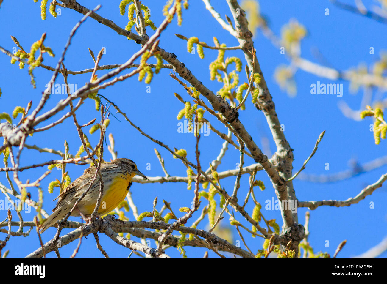 Eastern Meadowlark thront im Baum Blending in Stockfoto