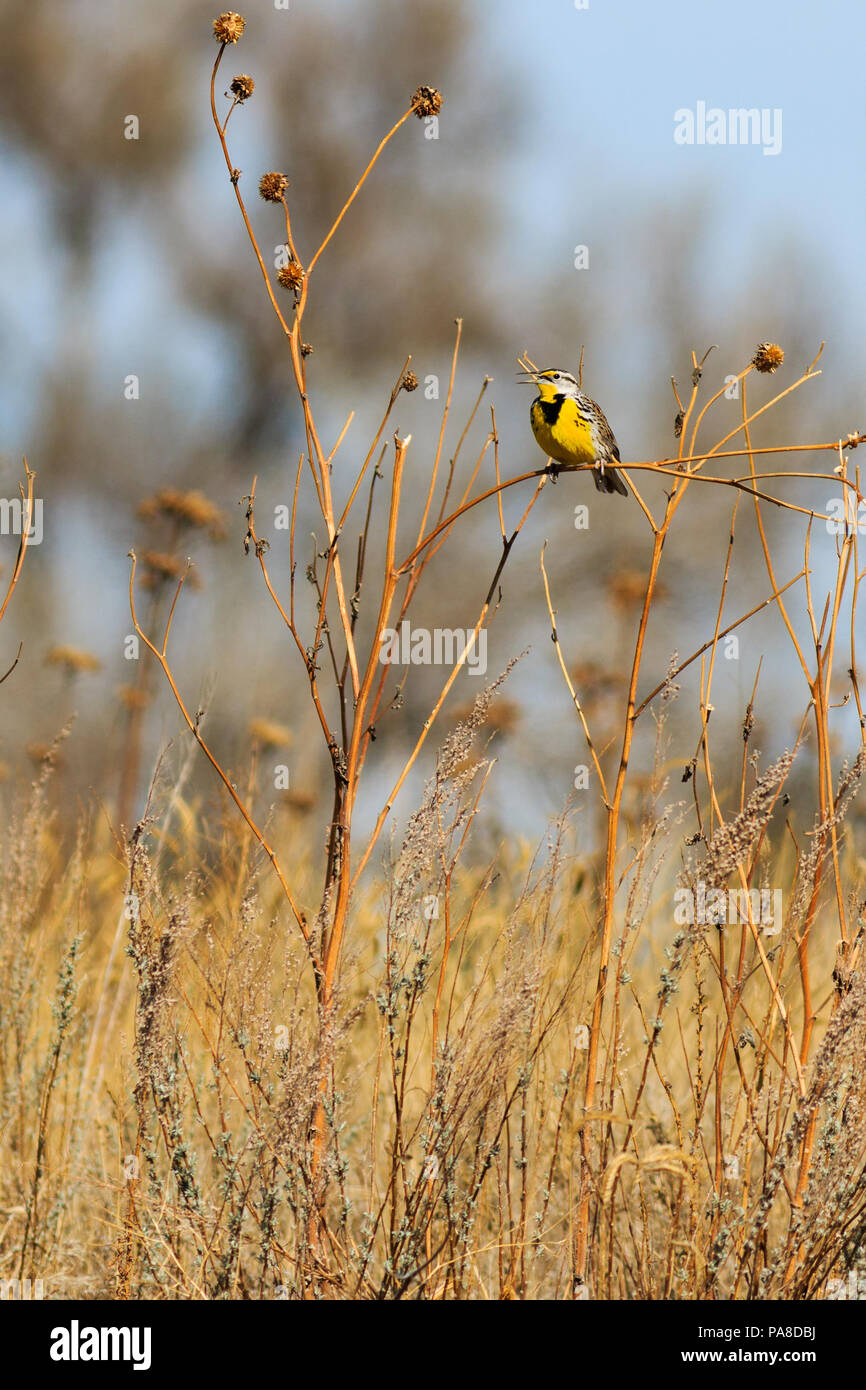 Eastern Meadowlark Links profil Singen auf Sun Flower Stiel Stockfoto