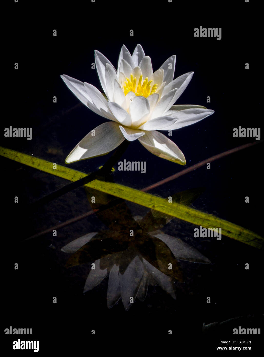 Lotus auf Wasser und seine Reflexion Stockfoto