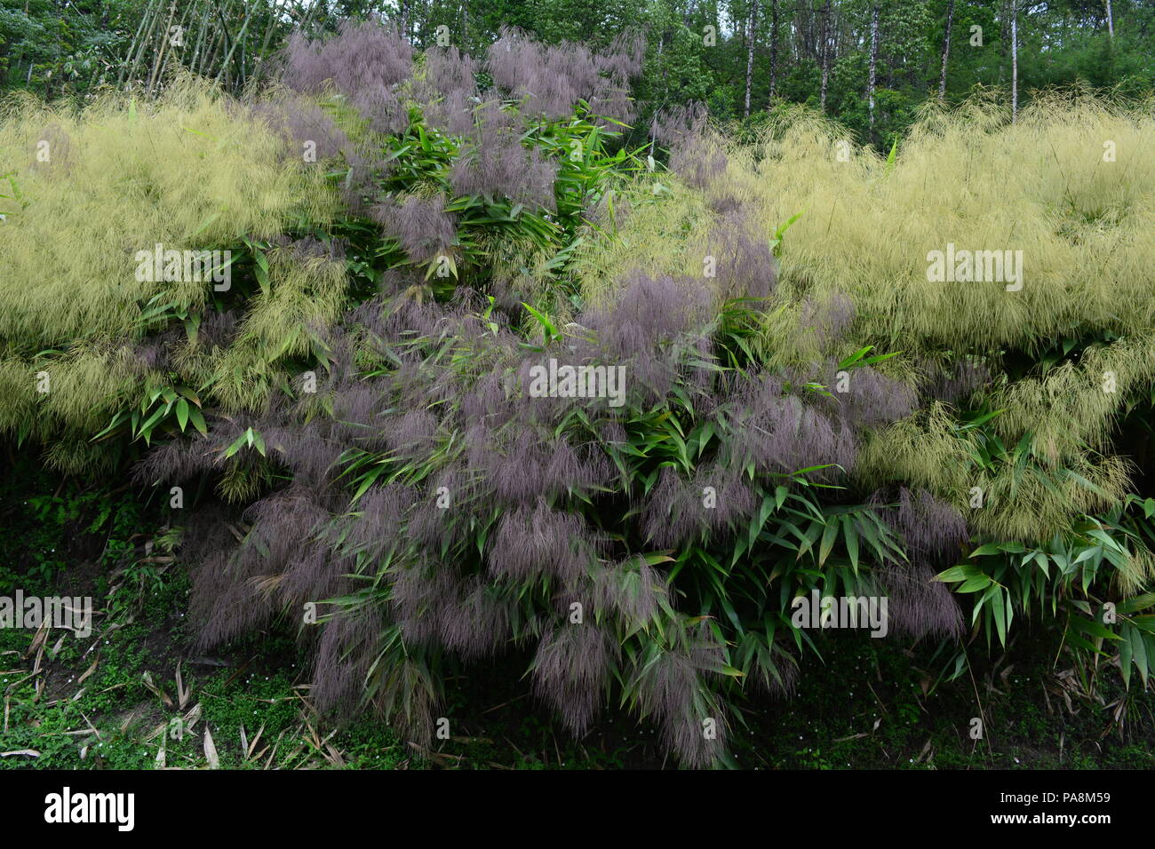 Pelling, West Sikkim, Indien. Reisen Foto. Stockfoto